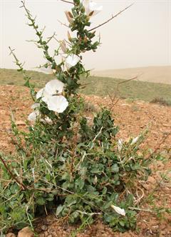 پیچک درختچه ای